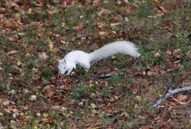 Reader Pics: Nov. 10